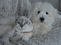 Petite Pets Dog and Cat