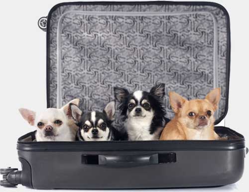 Petite Pets Dogs In Suitcase